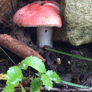 Meet your Posher, Teresa